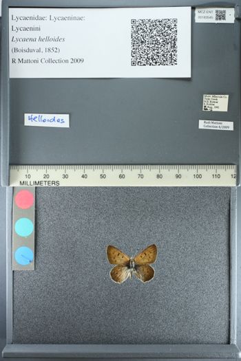 Media type: image;   Entomology 183545